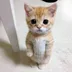 Gato