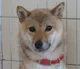 WAKO