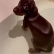 Portefeuille fartdog