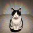 AURACAT Wallet