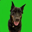 r/dog Wallet