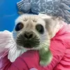 Save The Seals