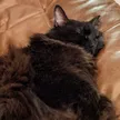 Uniswap Cat 錢包
