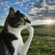 Carteira de Thinking Cat