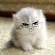 Chud Cat 錢包