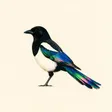 Dompet Magpie