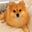 Billetera The Pon Dog
