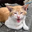 Jacksam The Cat Rescuer Wallet