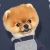 Jiffpom