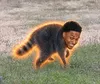 Black The Raccoon