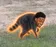 Blackmothy