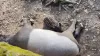 Little Cumshot