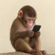 FONE