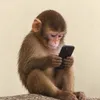 apeonfone