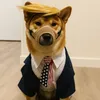 The Dog That Hasnt Barked