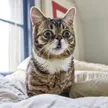 Billetera Lil BUB