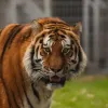 Altai the Tiger