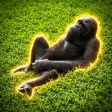 Кошелек The Gooning Orangutan
