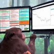 Monkey Business Wallet