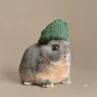 rabbitwifhat Wallet