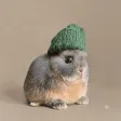 rabbitwifhat 錢包