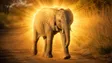 ‌Ví The Odyssean Elephant
