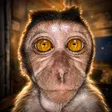 ‌Ví Buyuang The Monkey