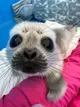 SEALS