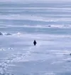 Nietzschean Penguin