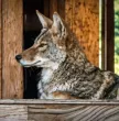 Coyote Condo 钱包
