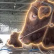 IPUL THE SIDE-EYES COW वॉलेट