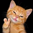 Monedero de KATECAT