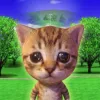 smol cat