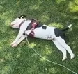 Portafoglio Copydog
