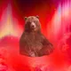 NOVEMBEAR