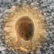 Monedero de The Leonidan Vole