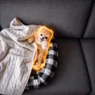 Billetera Boo the Pomeranian