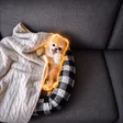 Billetera Boo the Pomeranian