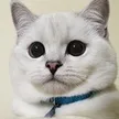 White Coffee Cat Wallet