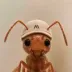 ANT