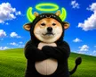 Billetera SHIBULL