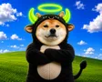 محفظة SHIBULL