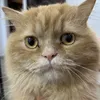 OSCAR