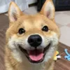 Just a Dog