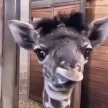 Carteira BamBam the giraffe