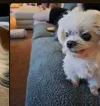 The Reddit Dog
