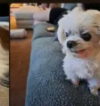 The Reddit Dog Wallet