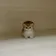 smolcat