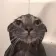 liquidkitty