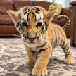 Mowgli 錢包